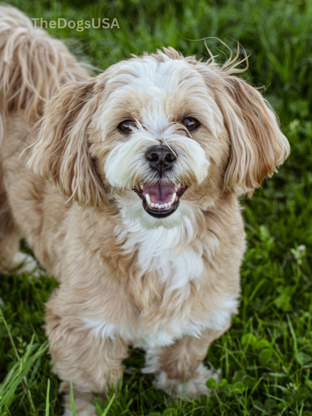 5 Fun Facts About Lhasa Apso