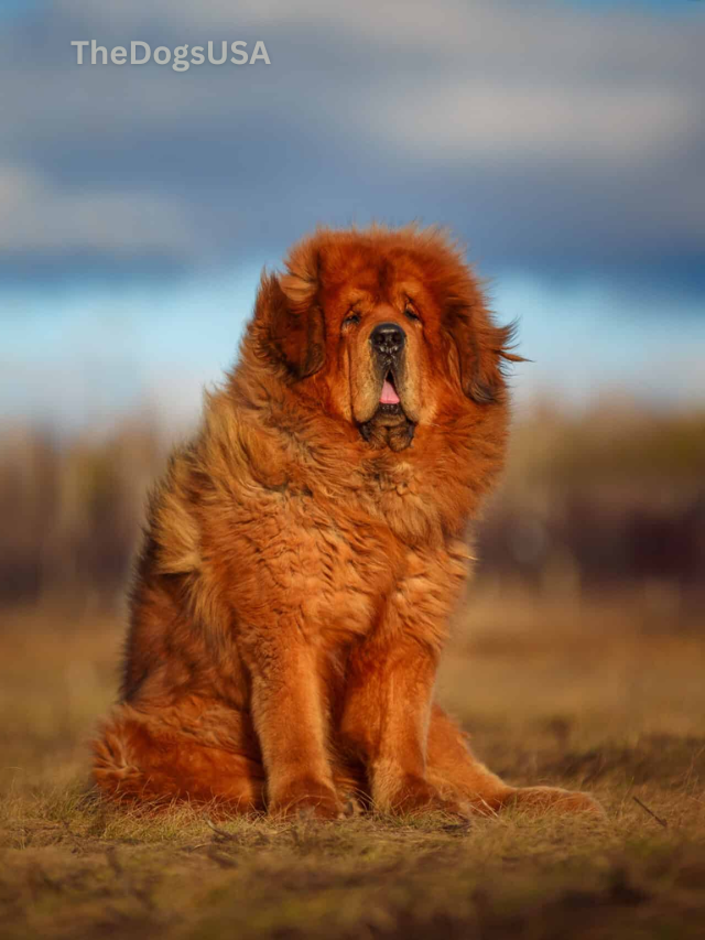 5 Fun Facts About Tibetan Mastiff