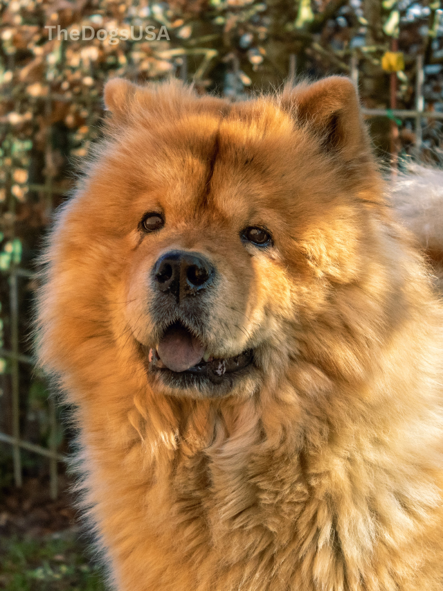 5 Fun Facts About chow chow
