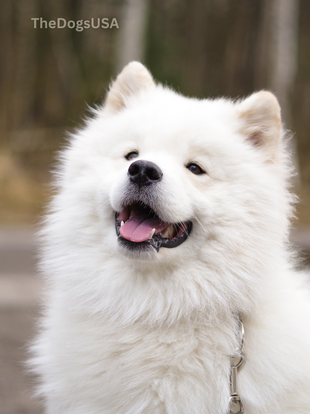 5 Fun Facts About Samoyed