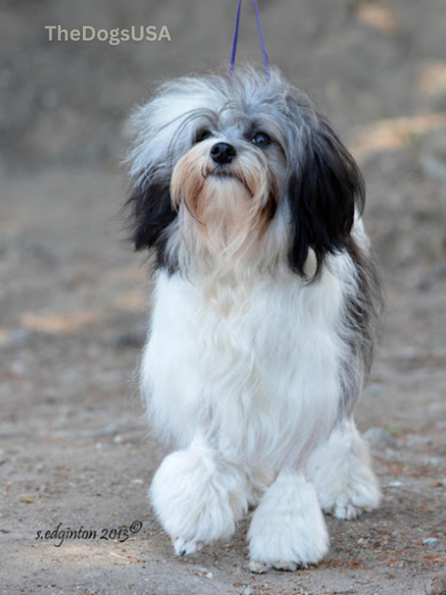 5 Fun Facts About Lowchen Dog