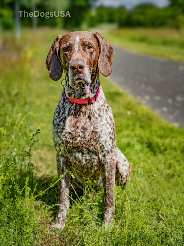 5 Fun Facts About German Shorthaired Pointer