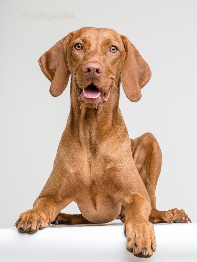 5 Fun Facts About Vizsla