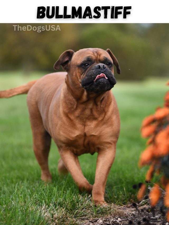 5 Fun Facts About Bullmastiff
