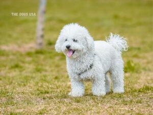  Best Dogs for Apartments in the USA