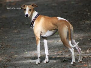 Dog breeds good for apartments