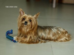 Apartment friendly dogs