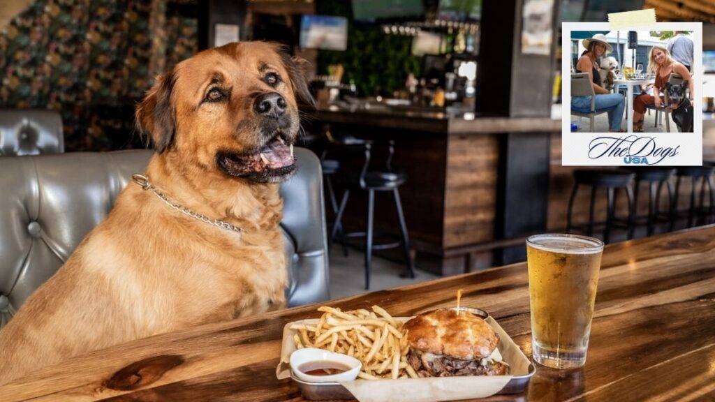 dog-friendly restaurants in san diego