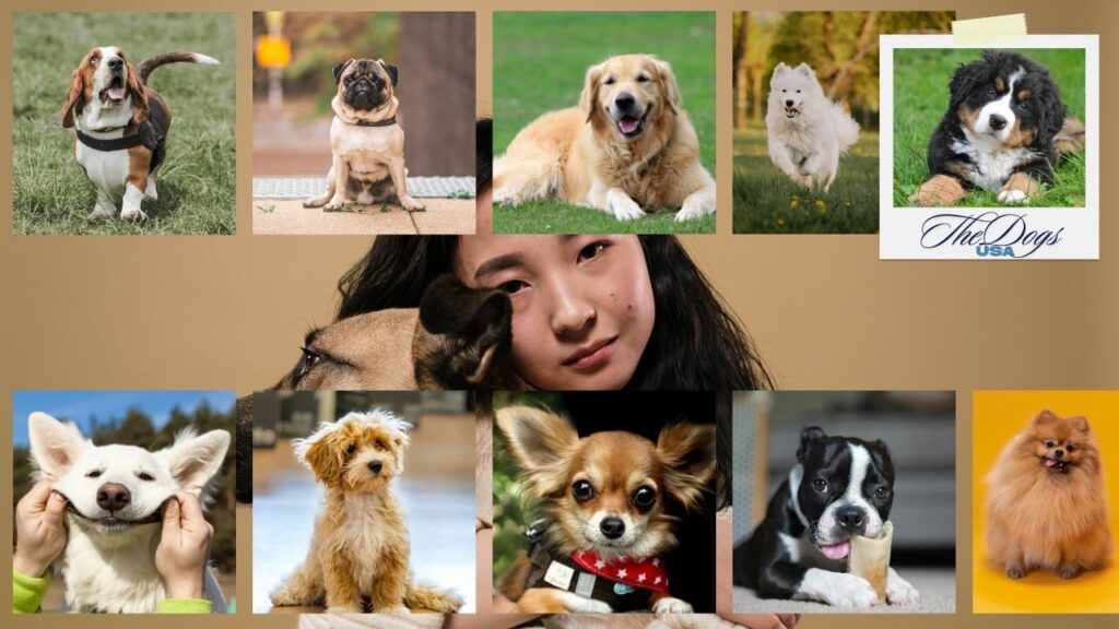 Best Dogs for Apartments in the USA