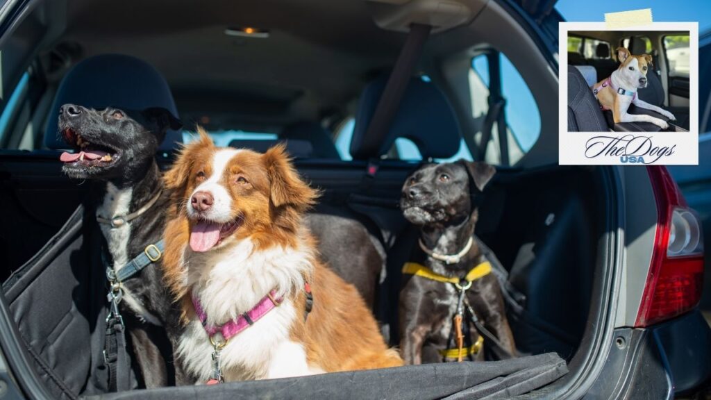 Dog Car Seat for Large Dogs