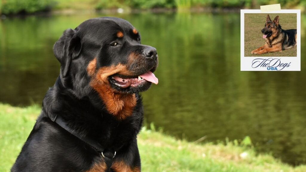 best dogs for protection