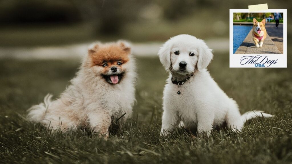 body language of dogs