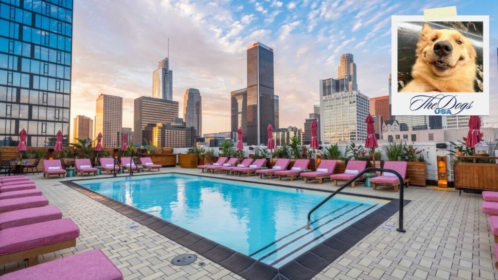 dog-friendly hotels in los angeles