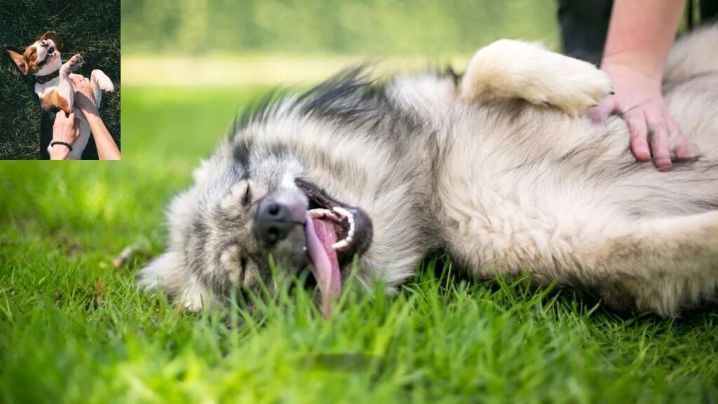 why do dogs love belly rubs