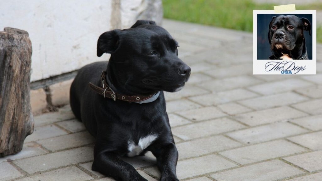 American Staffordshire Terrier