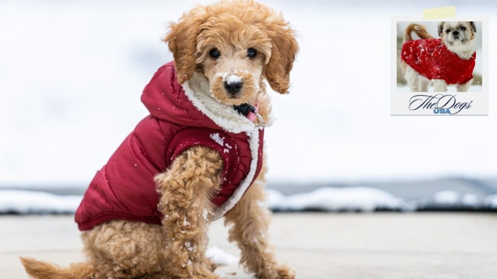 winter coats for dogs