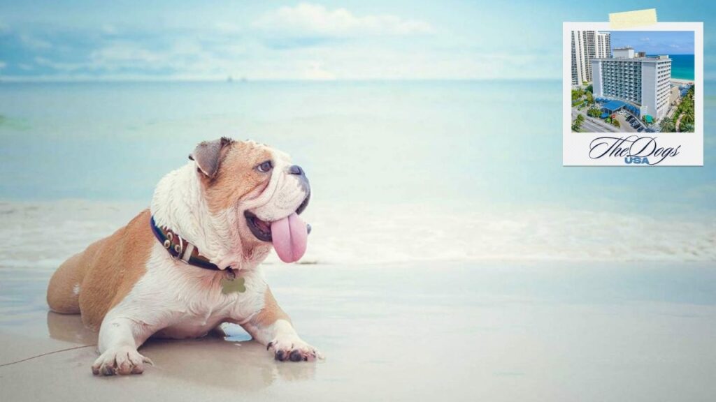 dog-friendly hotels in miami