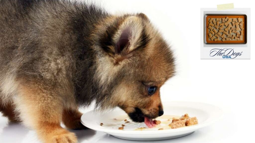 Dog Treats Without Fillers and Binders