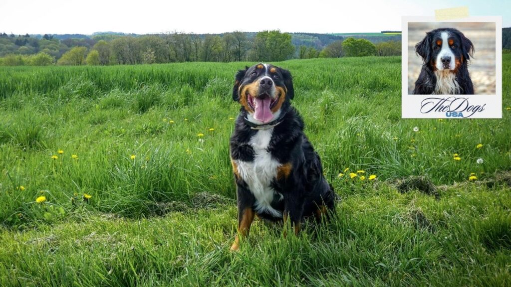 Entlebucher Mountain Dog