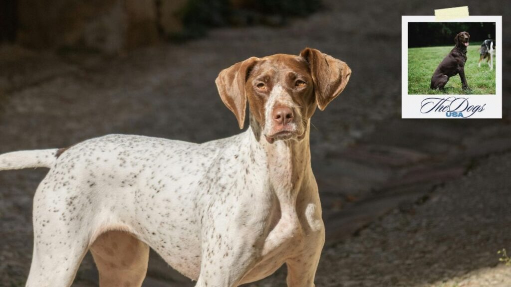 German Shorthaired Pointer