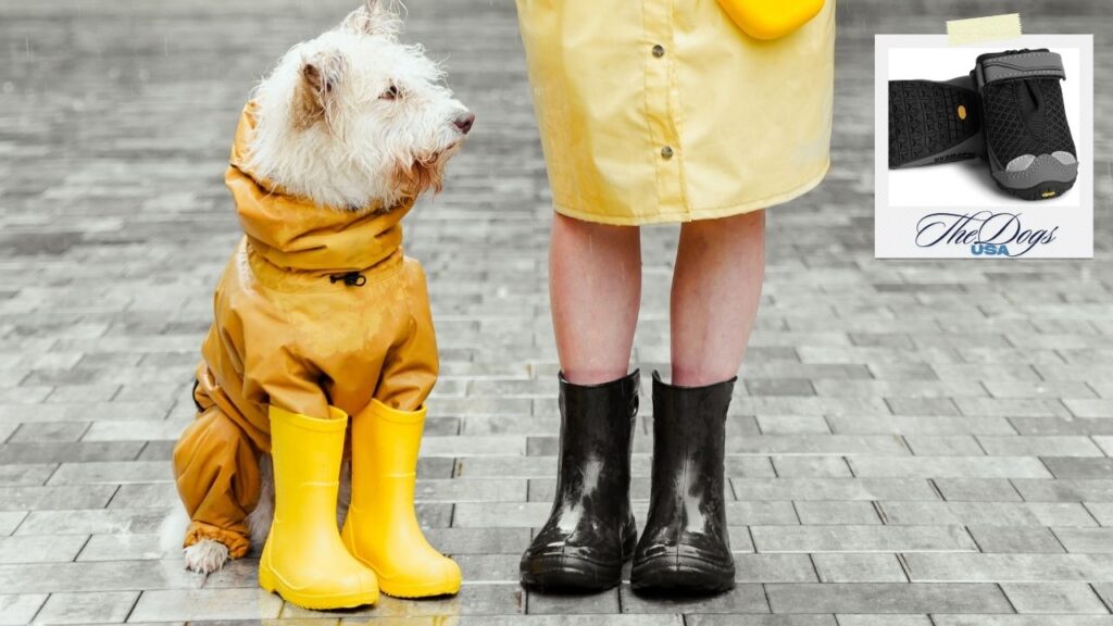 5 Best Waterproof Boots for Dogs