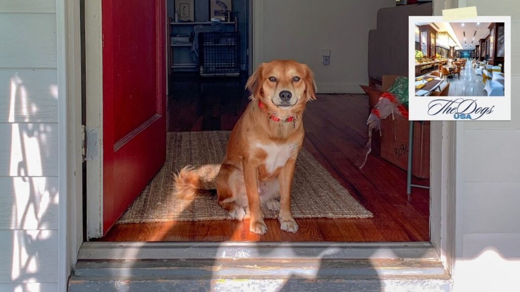 dog-friendly hotels in Oakland