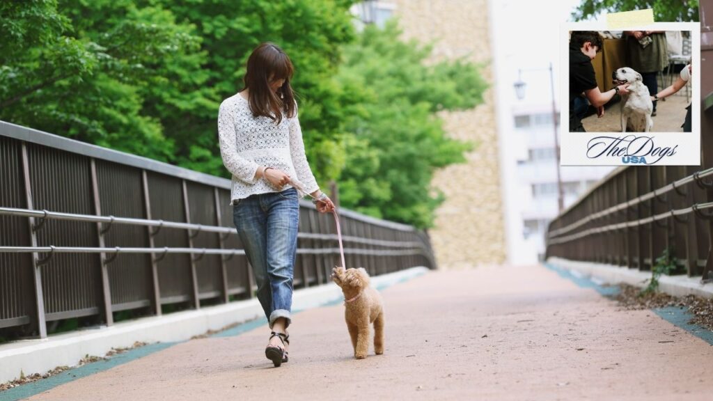 dog-friendly hotels in bozeman montana