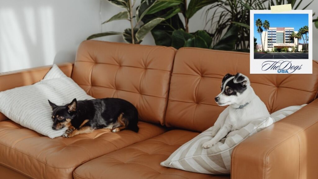 dog-friendly hotels in fresno