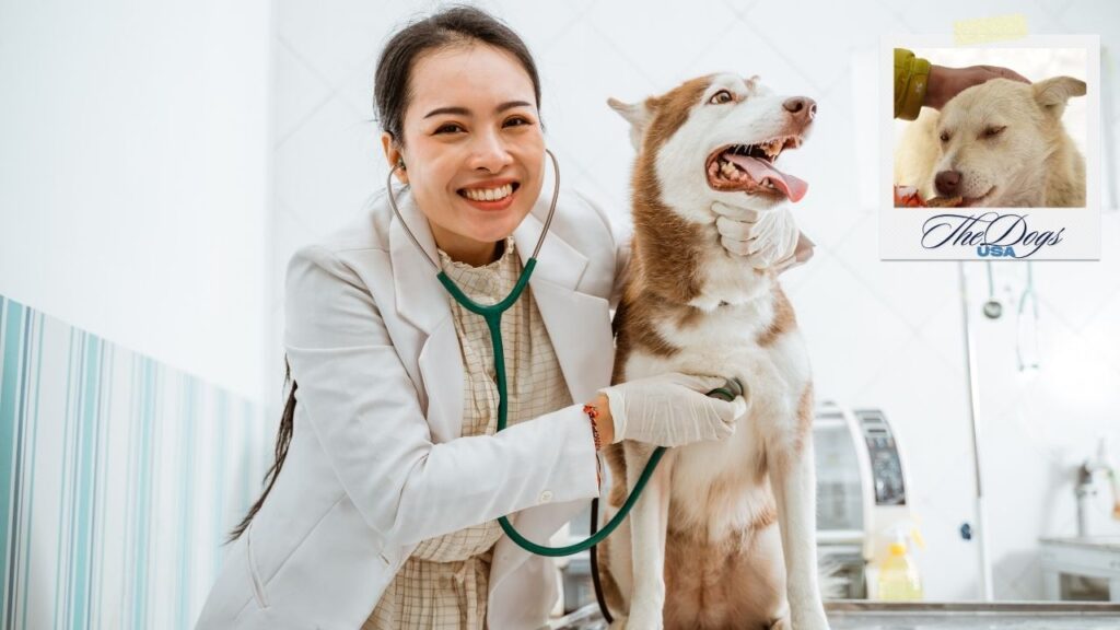 dog skin allergies treatment