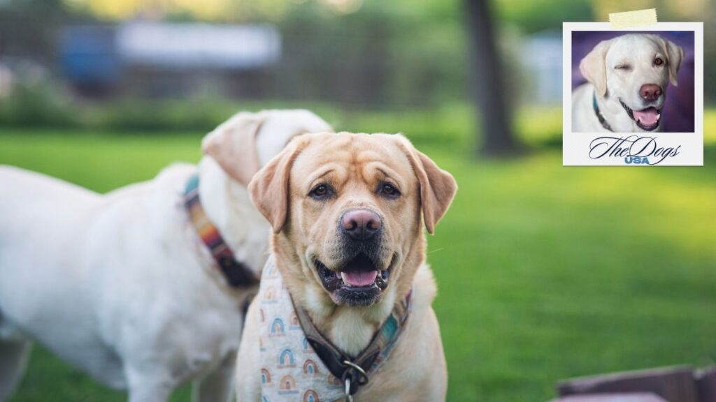 dog shoes for labrador