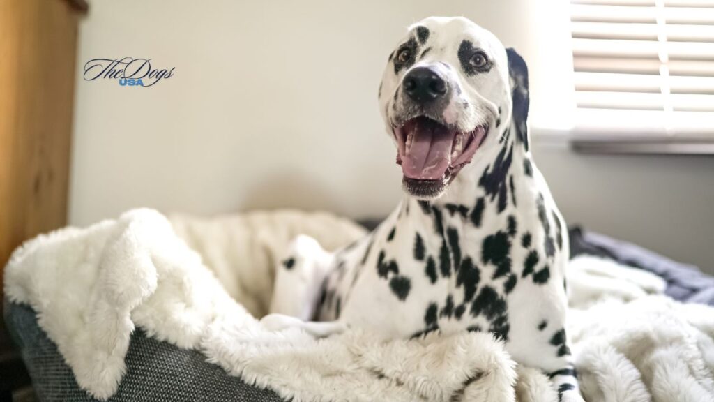 Best Dog Beds for Large Breeds