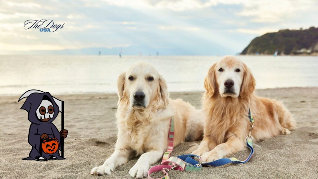 Halloween Costumes for Golden Retrievers