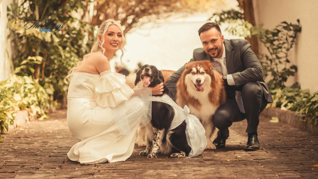 wedding dress for a dog