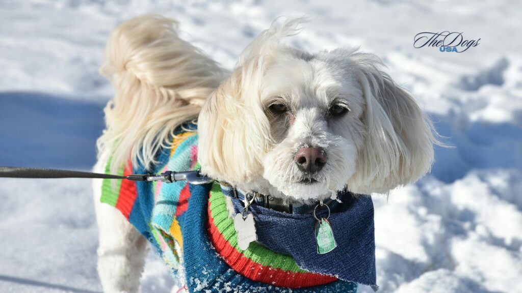 Best Dog Sweaters for Small Dogs