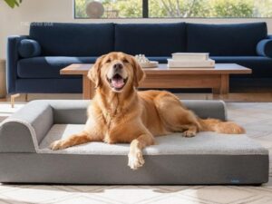 Best Christmas Gifts for Dogs