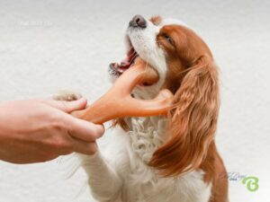 Best Christmas Gifts for Dogs