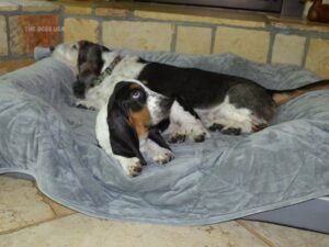 PetFusion Microplush Blanket