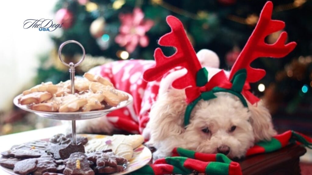 Best Christmas Treats for Dogs