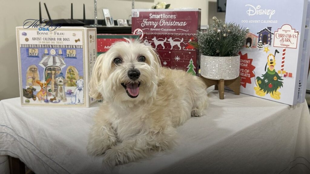 Best Dog Advent Calendars