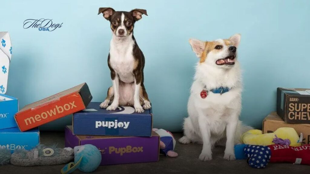 best dog subscription box