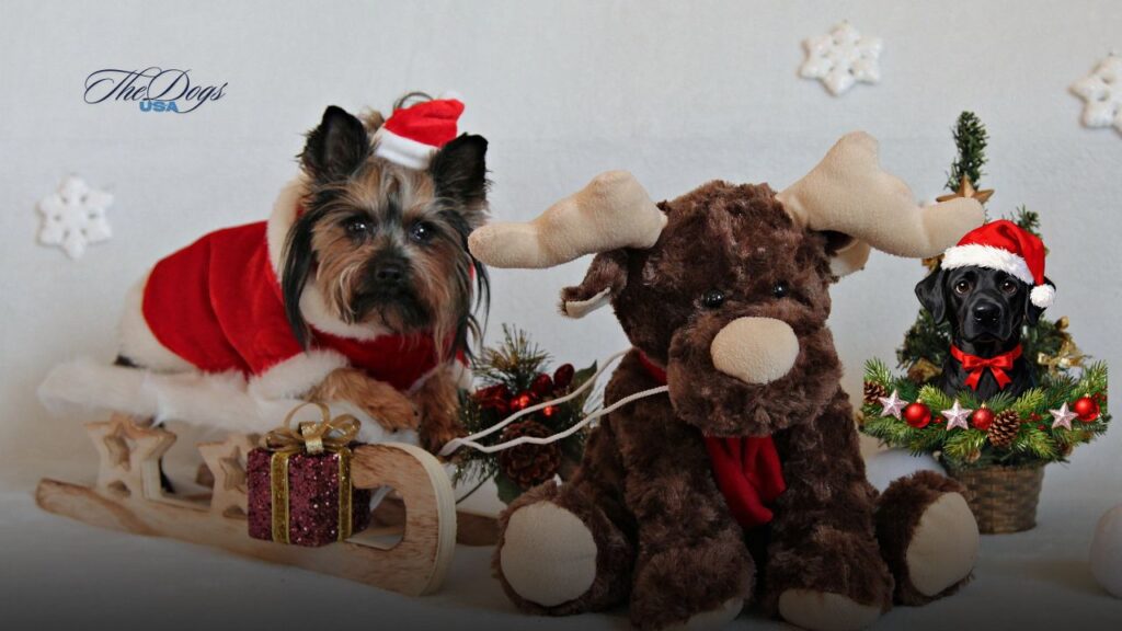 Best Dog Christmas Collars